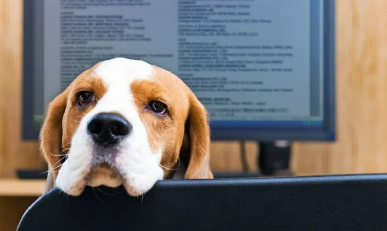 pet-insurance.png